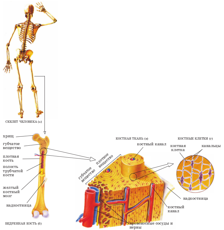 Костная ткань скелета. Строение костной системы. Строение кости человека. Костная ткань анатомия.
